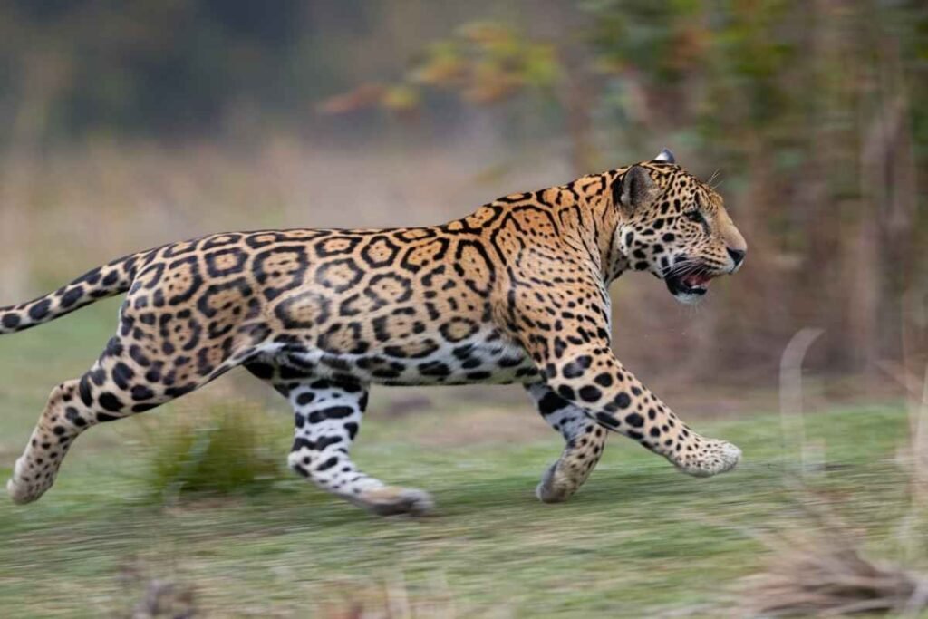 Jaguar Speed