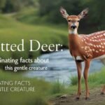 Spotted deer