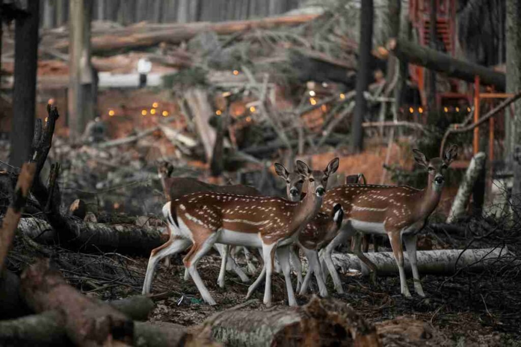 Spotted deer