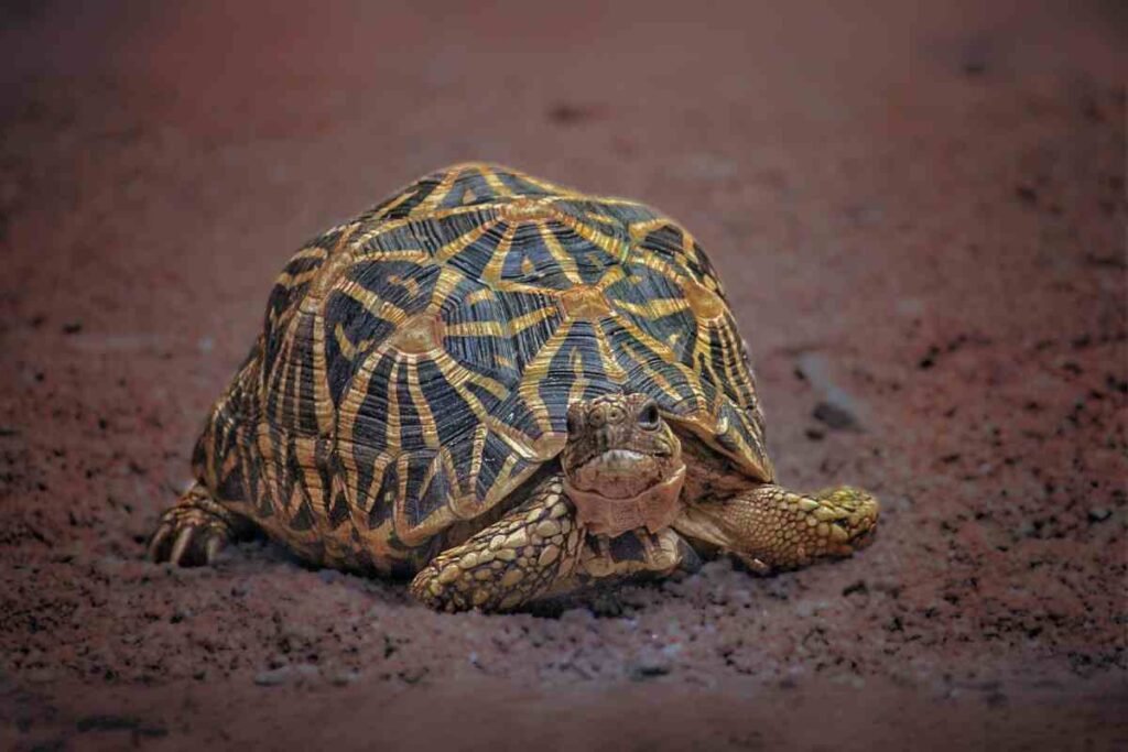 Types of tortoise in india