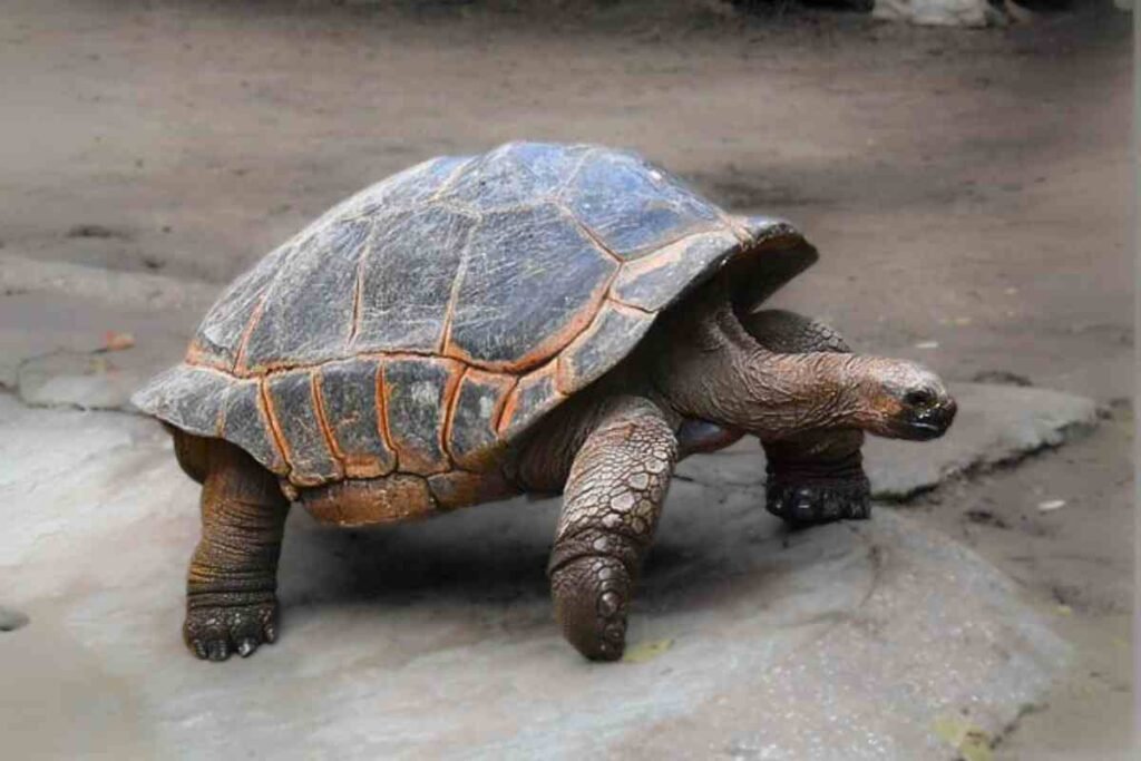 Types of tortoise in india