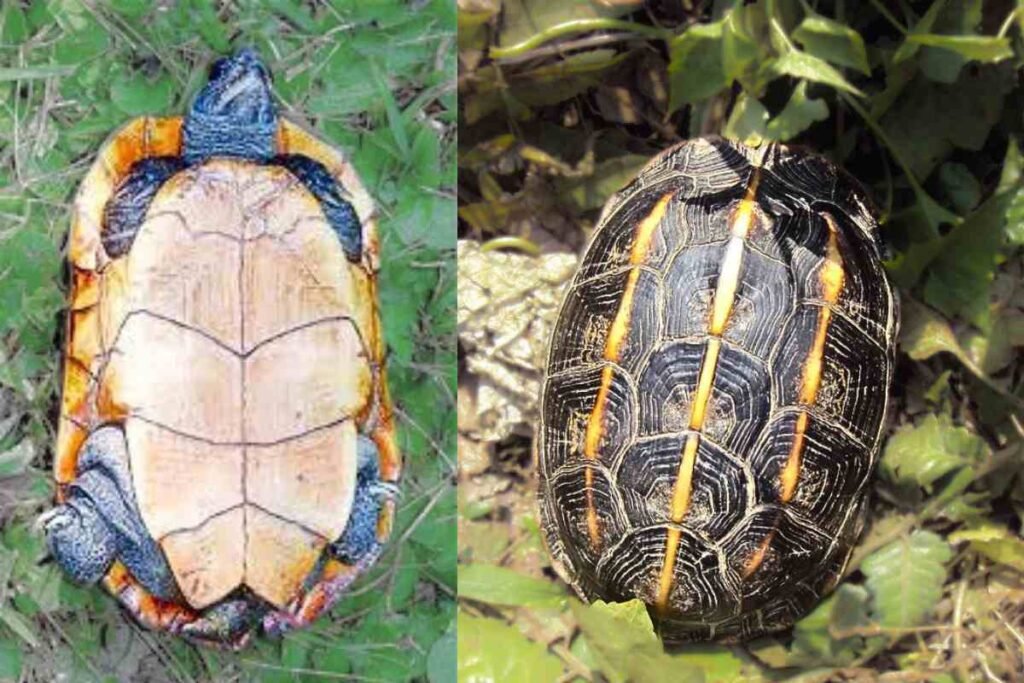 Types of tortoise in india