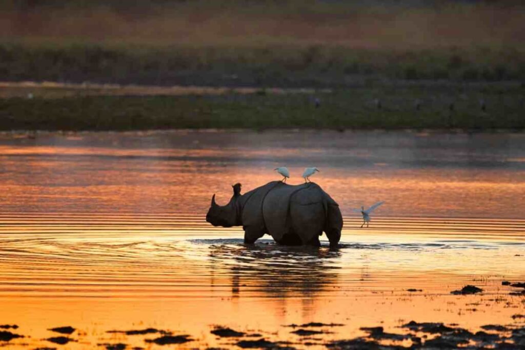 One Horned Rhino Is Found in Which National Park
