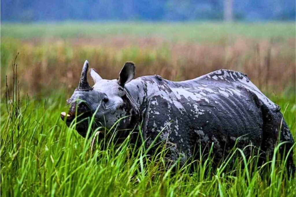 One Horned Rhino Is Found in Which National Park