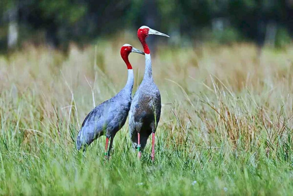 Sarus Crane