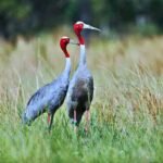 Sarus Crane